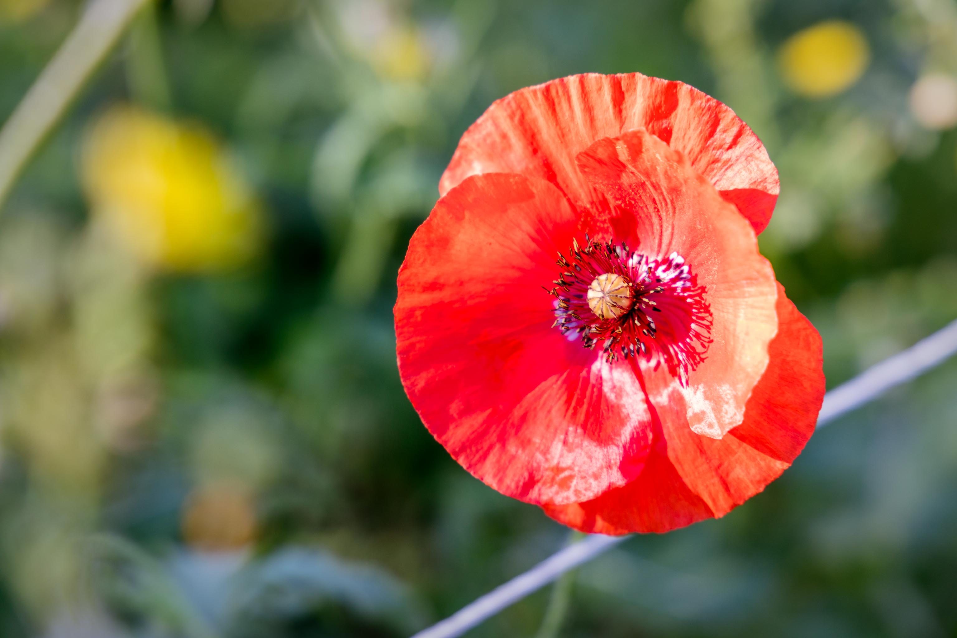 Séjour MdV - Visite du Domaine de l'Hortus