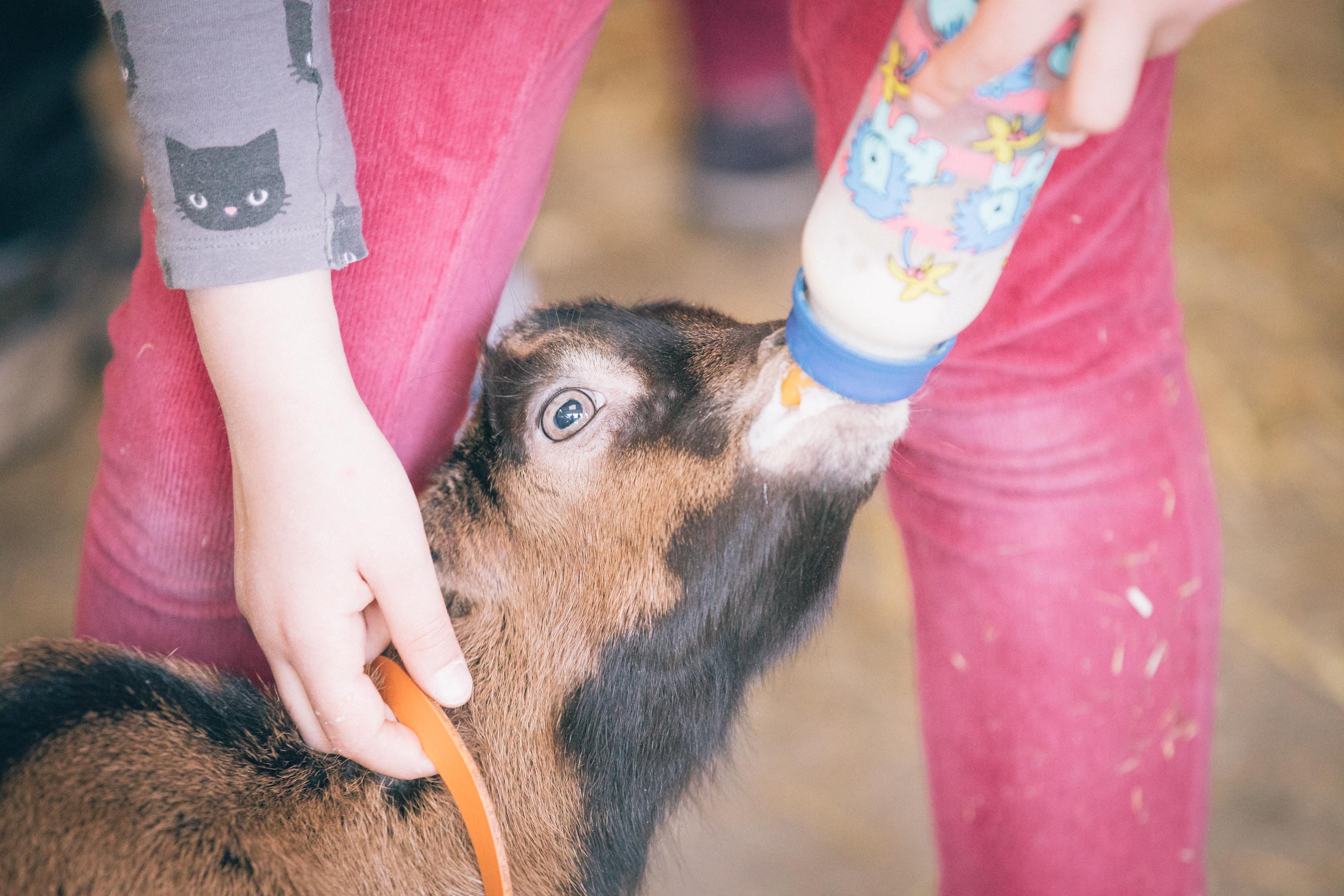 Fête à la ferme Pédagogique du Luppachhof